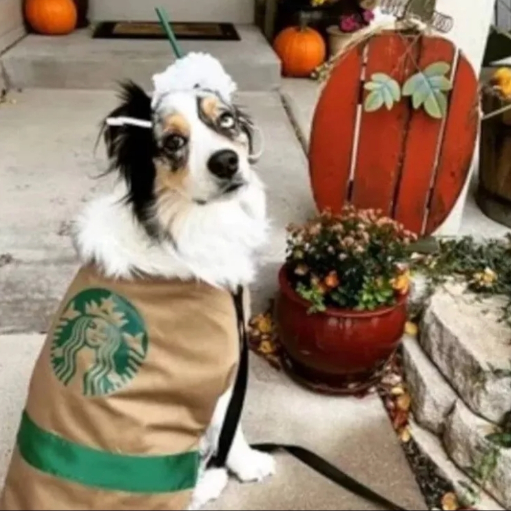 New Dog Halloween costume coffee starbucks 2 piece shirt and headpiece S M L XL